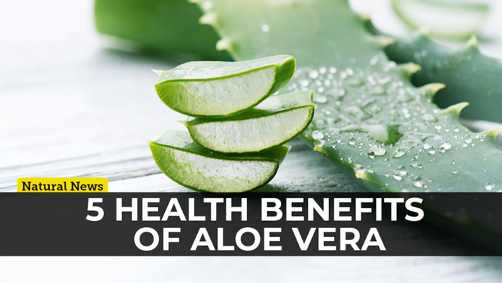 5 Benefits of Aloe Vera